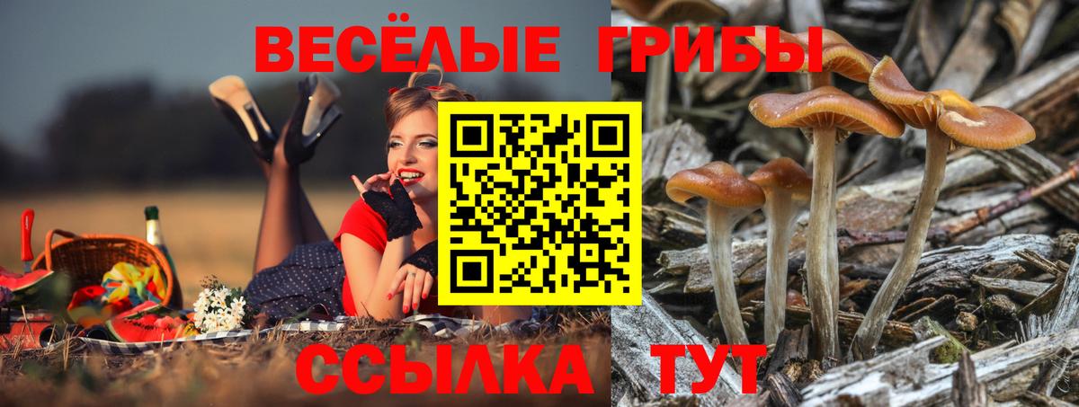 Тихорецк  Галлюциногенные грибы MAGIC MUSHROOMS  Вход с VPN 